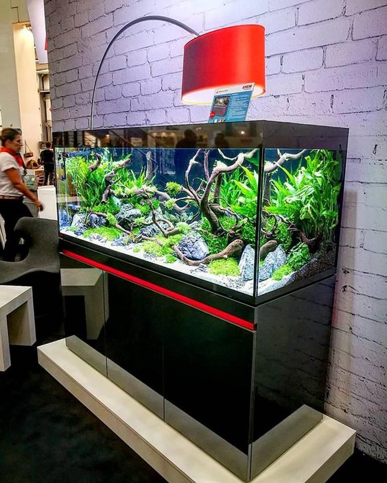 Stunning Aquarium Design Ideas